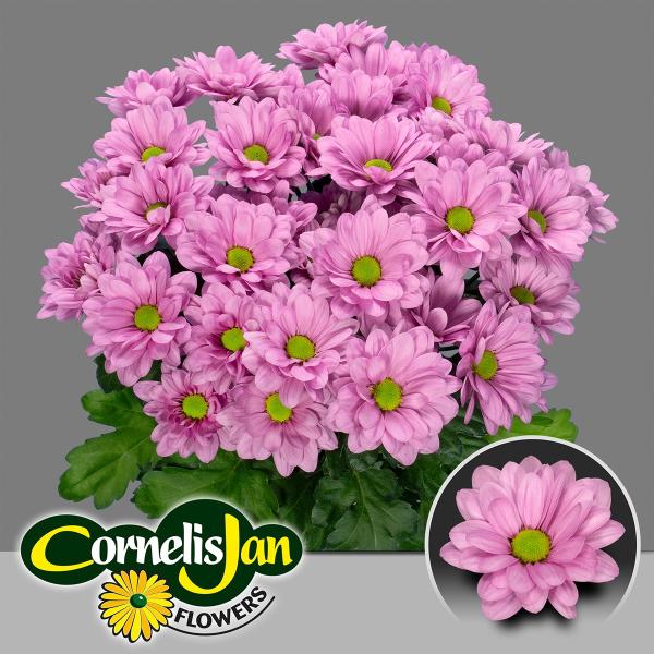 Vollsortiment - Chrysantheme große verzweigte, einfach rosa